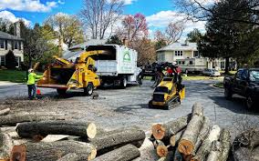 Best Emergency Tree Removal  in Lima, OH