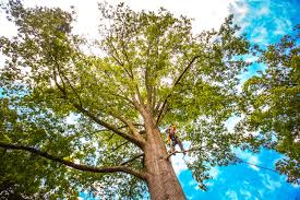 Lima, OH Tree Care Company