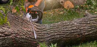 Best Tree Risk Assessment  in Lima, OH