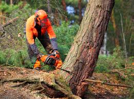 Best Commercial Tree Services  in Lima, OH