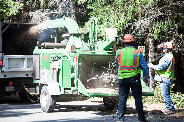 Leaf Removal in Lima, OH