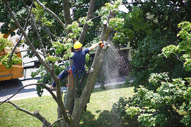 Best Hedge Trimming  in Lima, OH