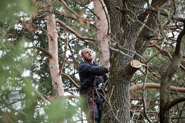 Tree and Shrub Care in Lima, OH