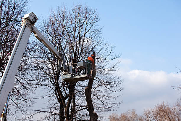  Lima, OH Tree Care Pros