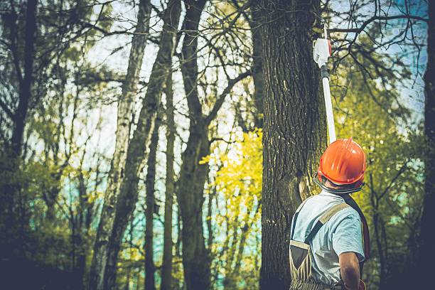 Best Arborist Consultation Services  in Lima, OH